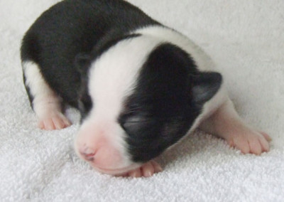 El Caribe - 1 Week Old Male Black Tri Colored Chihuahua Puppy Available For Sale