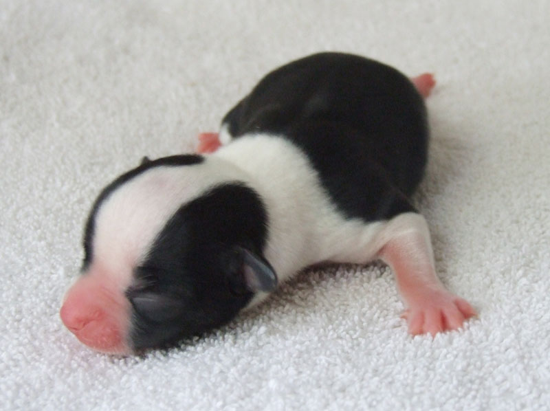 El Caribe - Male Black Tri Colored Chihuahua Puppy Available For Sale