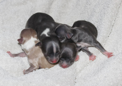 Barbie's litter of four blue chihuahua puppies