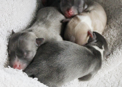 Barbie's litter of four blue chihuahua puppies