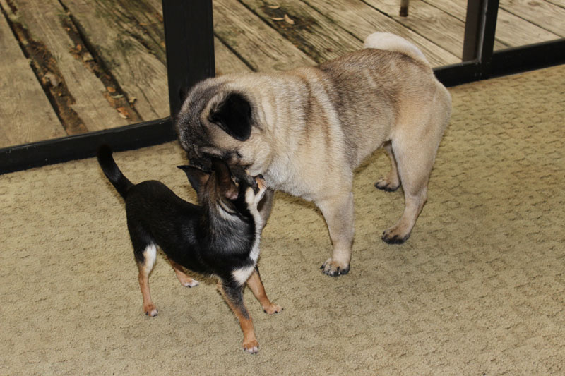 beyond-entertaining-figgy-s-chihuahuas-akc-show-breeder-handler-in