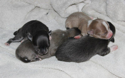 One Week Old