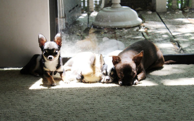 Summer Sun Spot