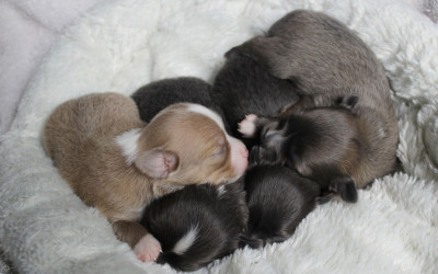 Two Weeks Old Pudgers
