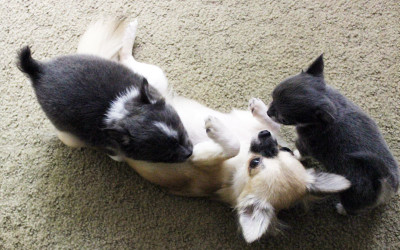 Meet The Boys
