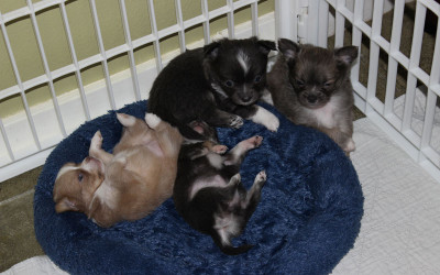 They Are 6 Weeks Old