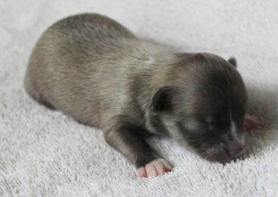 Stoli - 1 Week Old – Weight 7 3/4 ozs