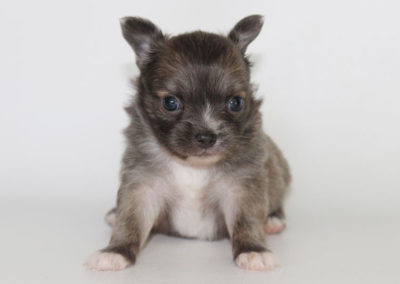 Stoli - 4 Weeks Old – Weight 1 lb 5 1/2 ozs