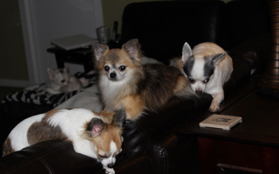 The Back of the Couch