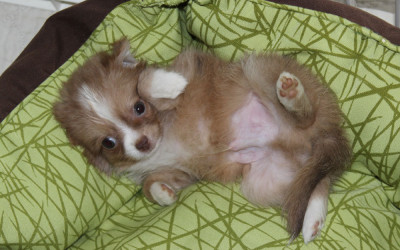 The Belly Speaks