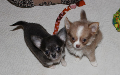 The Tinies