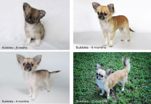 Evolution of a long coat Chihuahua puppy