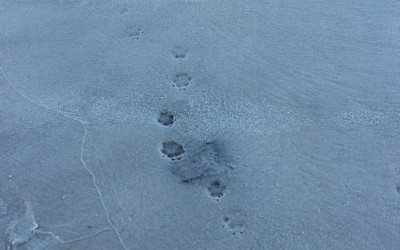 And She Walked!!!