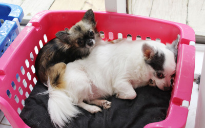 The Family Bed