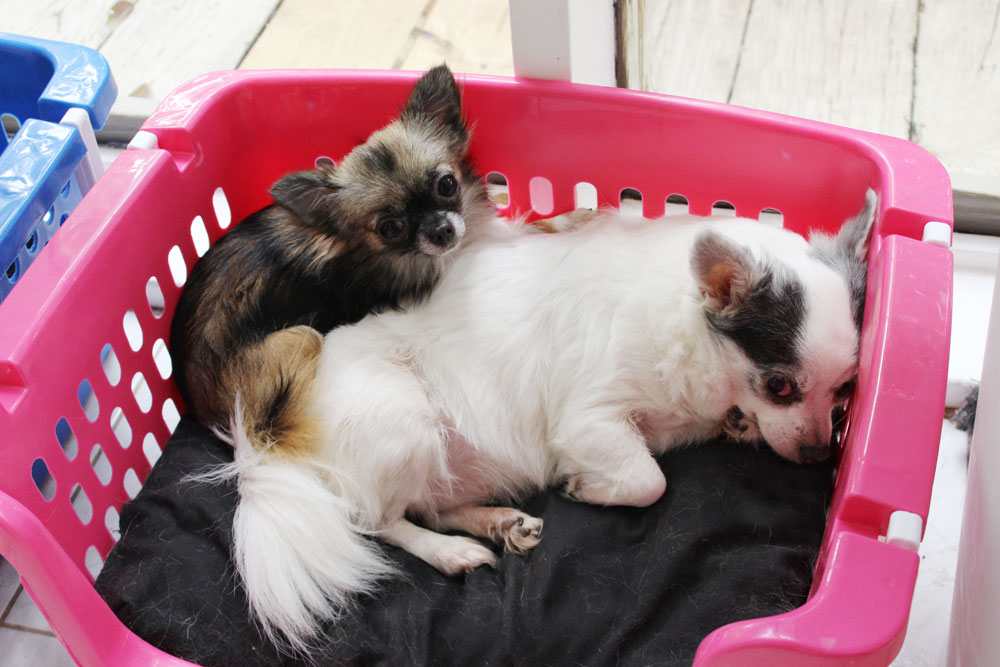 KC and GInny in our Bin Beds