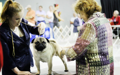 Pug Love!