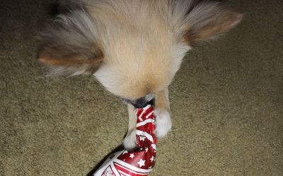 First Figgy Christmas for Several
