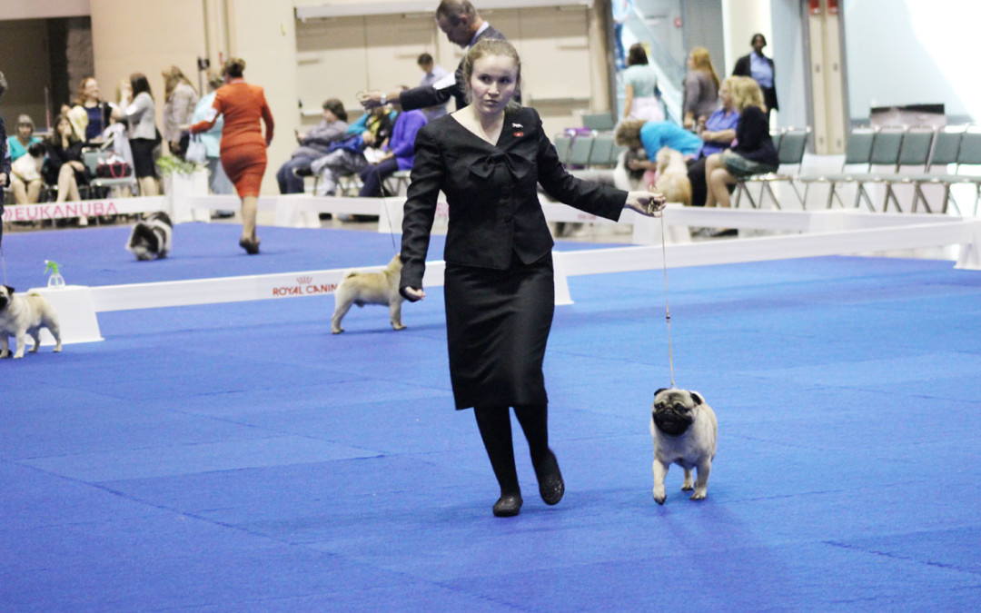 Kicked The Week Off In The Pug Ring
