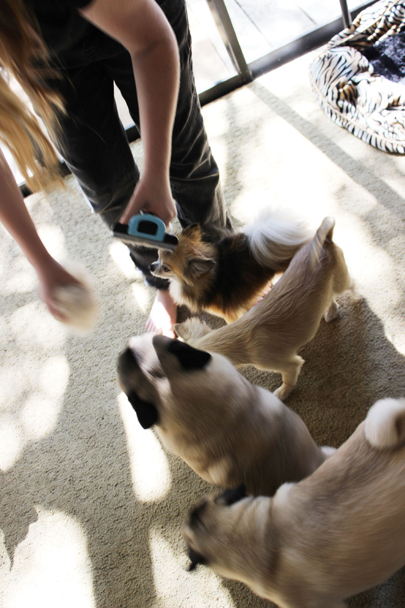 Furminatin’ Figgy's Chihuahuas AKC Show Breeder/Handler in Florida