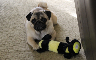 She’s A Lover of Toys