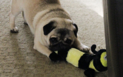 The Toy Thief