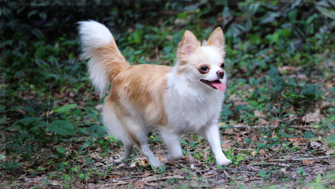 Milly