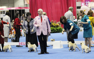 Our First Pug Specialty
