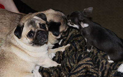 Pug Licker