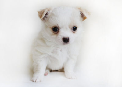 Toeby - 6 Weeks – Weight 1 lb 10.2 ozs