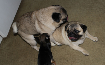 Welcoming Committee