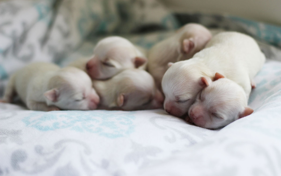 Holiday Pups Are One Week Old!