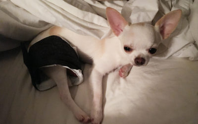 Belly Band Bandit
