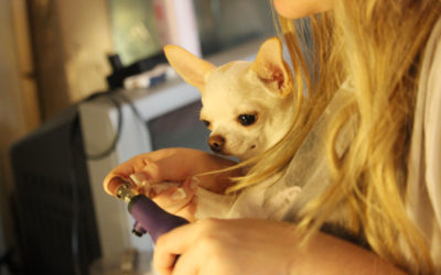 Dremel Time – Lessons in Dog Nails