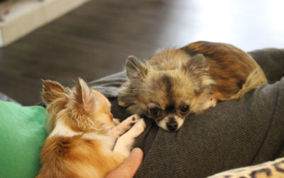Couch Potatoes