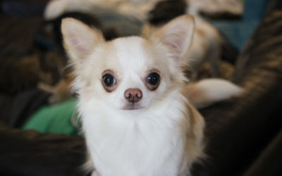 Milly Is Our Eternal Puppy