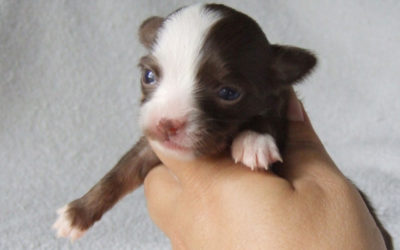 7 Week Old Balls Of Energy