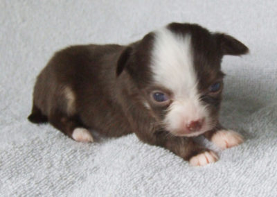 Chanel - 3 Weeks Old - Weight 8 3/4 ozs