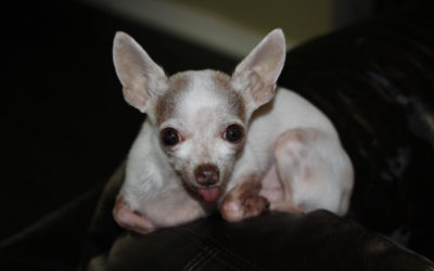 Old Man Dewey