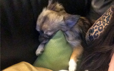 Shoulder Buddy