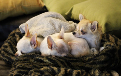 The Tinies