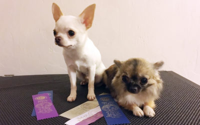 Chihuahuas Kicked It Off