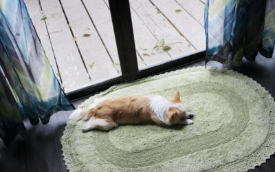 Dog Friendly Rugs