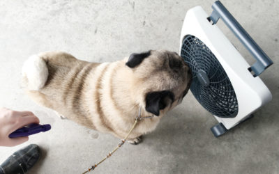 In The Market for A Fan
