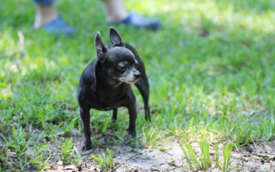 Always A Yard Guard