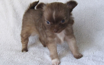 They Look Like Chihuahuas!