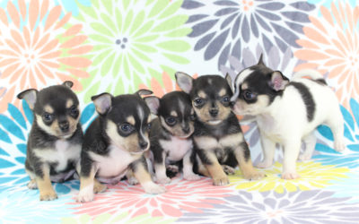 5 Weeks Old And Coming Into Their Own