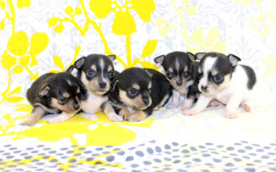 Four Week Old Balls of Energy