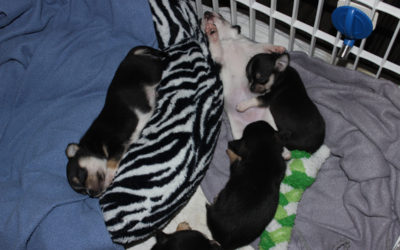 Quite Comfy