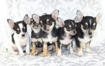 8 Weeks Old