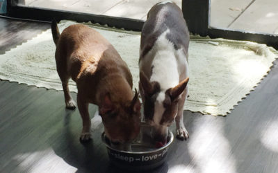 Big Bowl Buddies